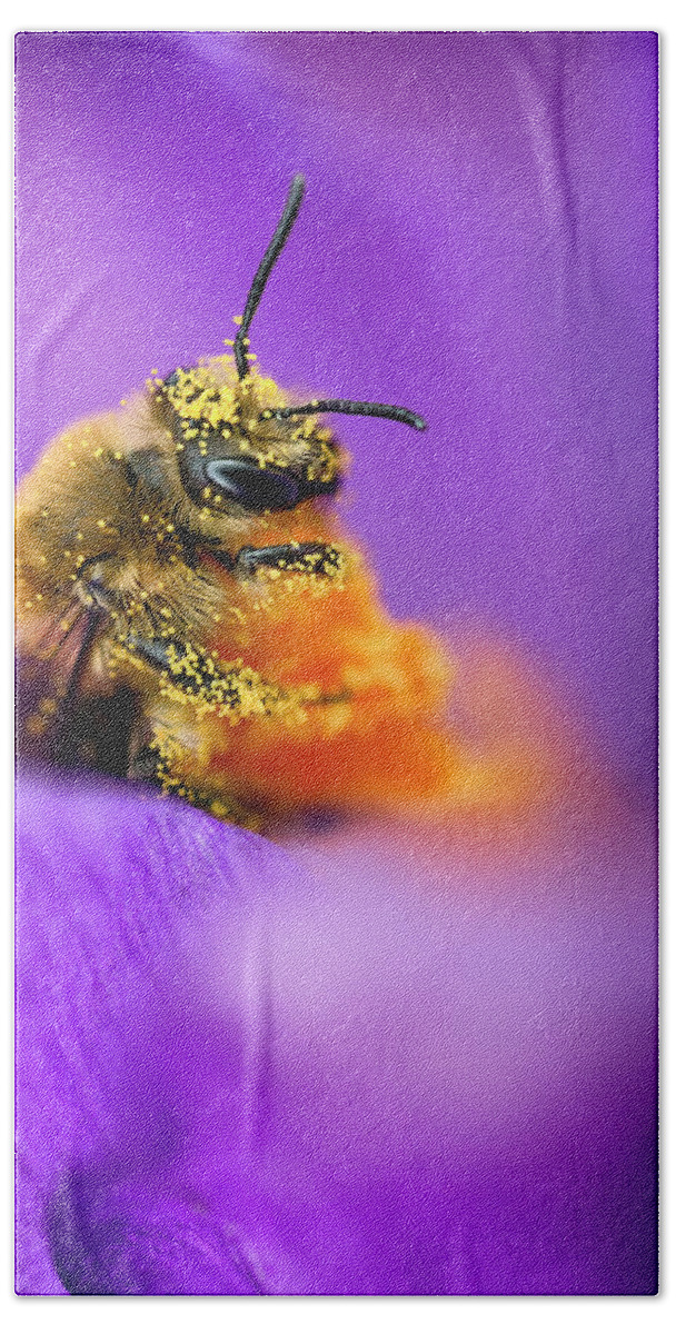 3scape Bath Towel featuring the photograph Honeybee Pollinating Crocus Flower by Adam Romanowicz