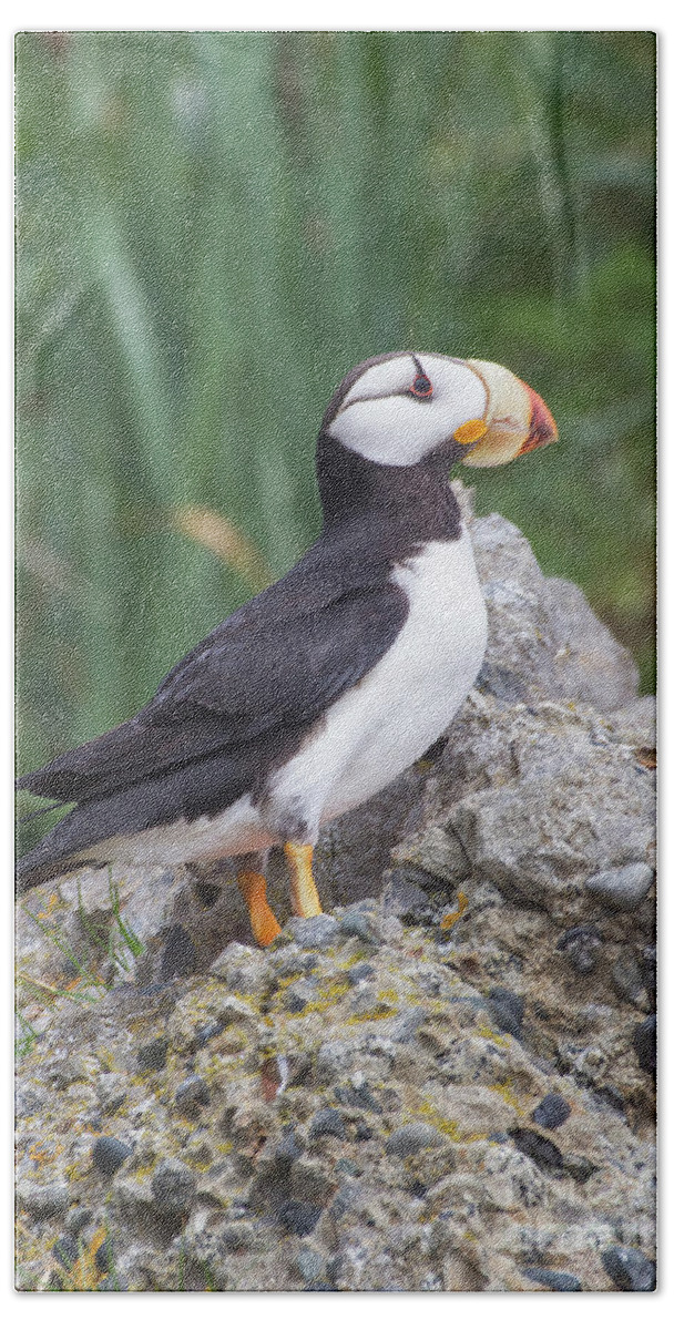 Bird Hand Towel featuring the photograph Horned Puffin by Chris Scroggins