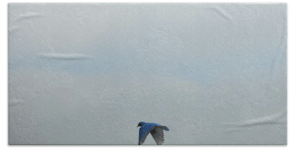 Blue Bird Hand Towel featuring the photograph Hovering Blue Bird by Amanda R Wright