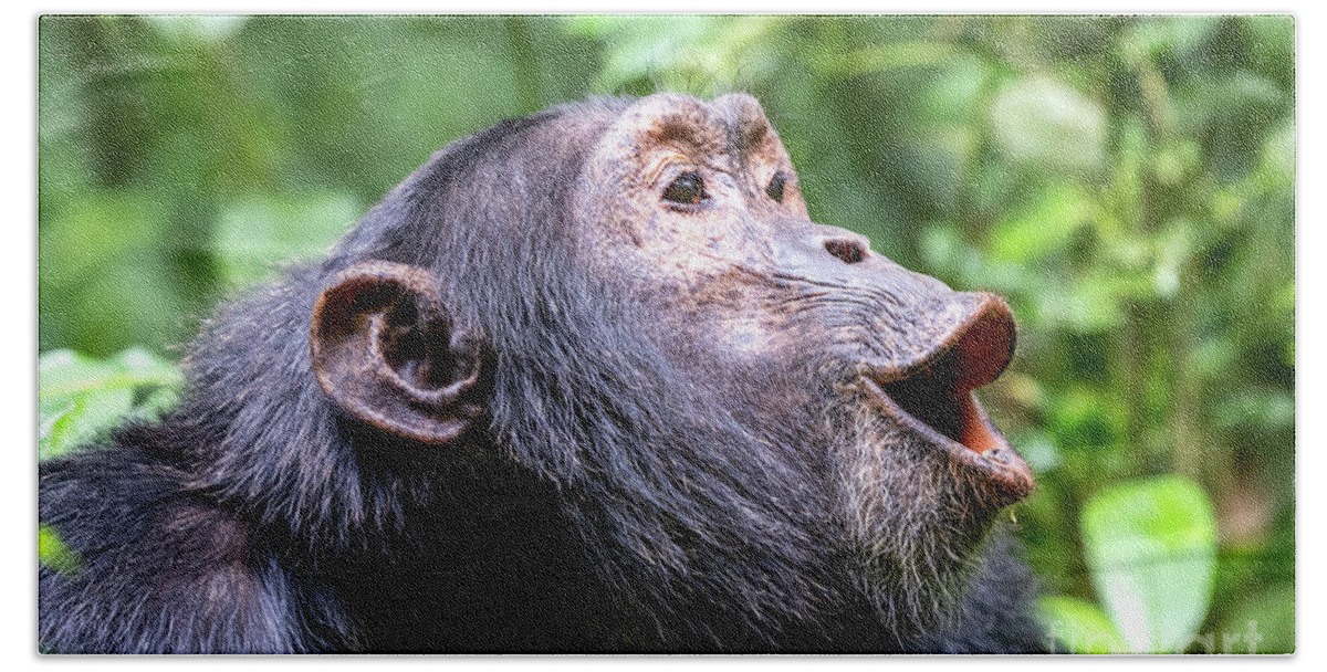 Chimpanzee Bath Towel featuring the photograph Howling chimpanzee, pan troglodytes, in the tropical rainforest of Kibale National Park, western Uganda. by Jane Rix