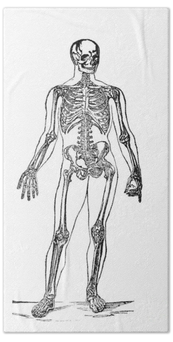 Skeleton Hand Towel featuring the drawing Human Skeleton Illustration Vintage by Pete Klinger