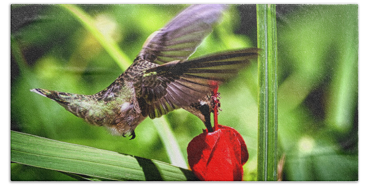 Bird Bath Towel featuring the photograph Hummingbird In Flight by Rene Vasquez