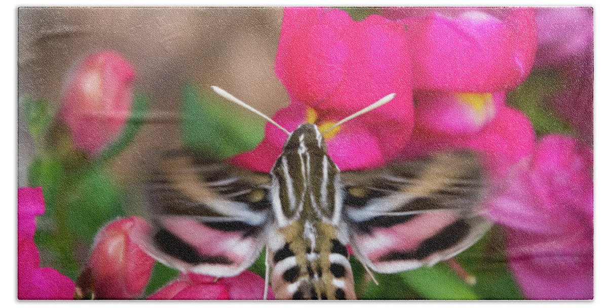 Colorado Flowers Bath Towel featuring the photograph Hummingbird Moth in Motion by Debra Martz