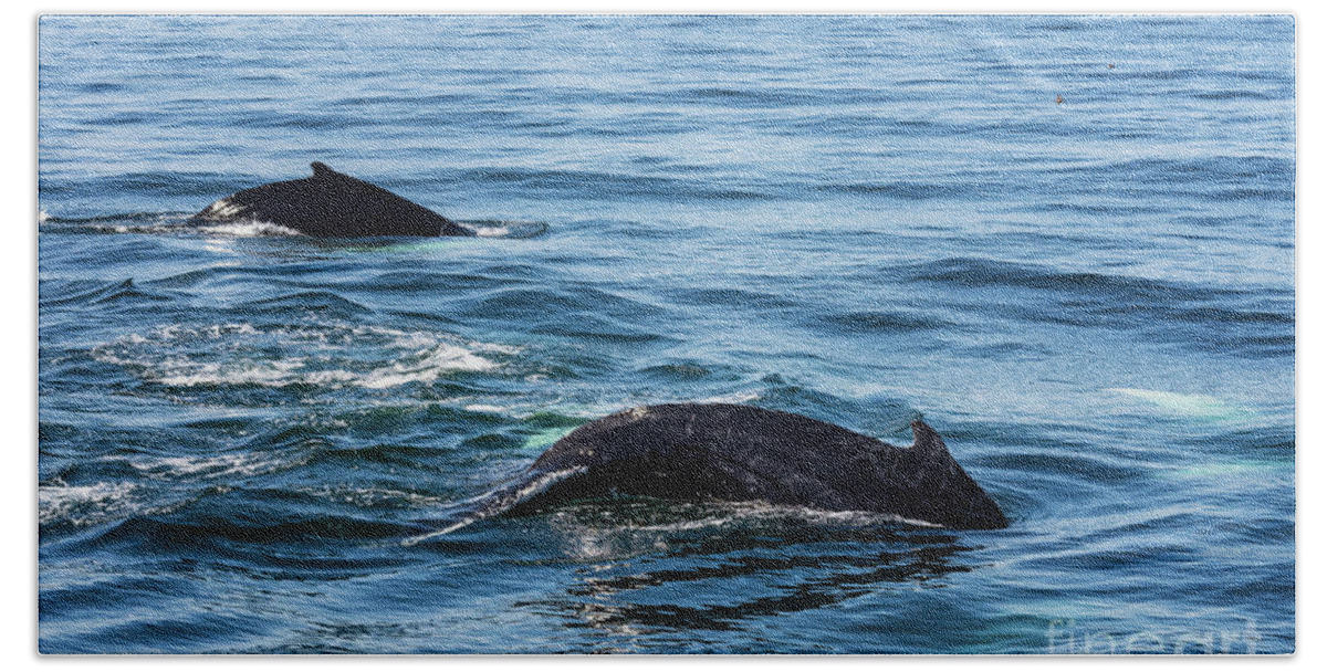 Humpback Hand Towel featuring the photograph Humpback and Calf Diving by Lorraine Cosgrove