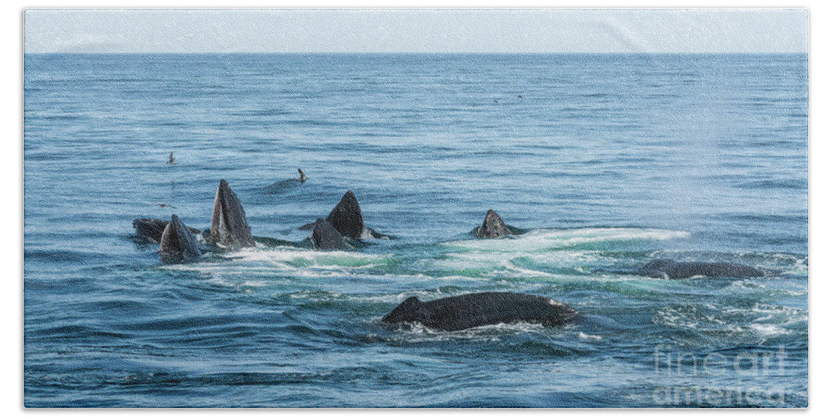 Humpback Hand Towel featuring the photograph Humpback Feeding Frenzy by Lorraine Cosgrove