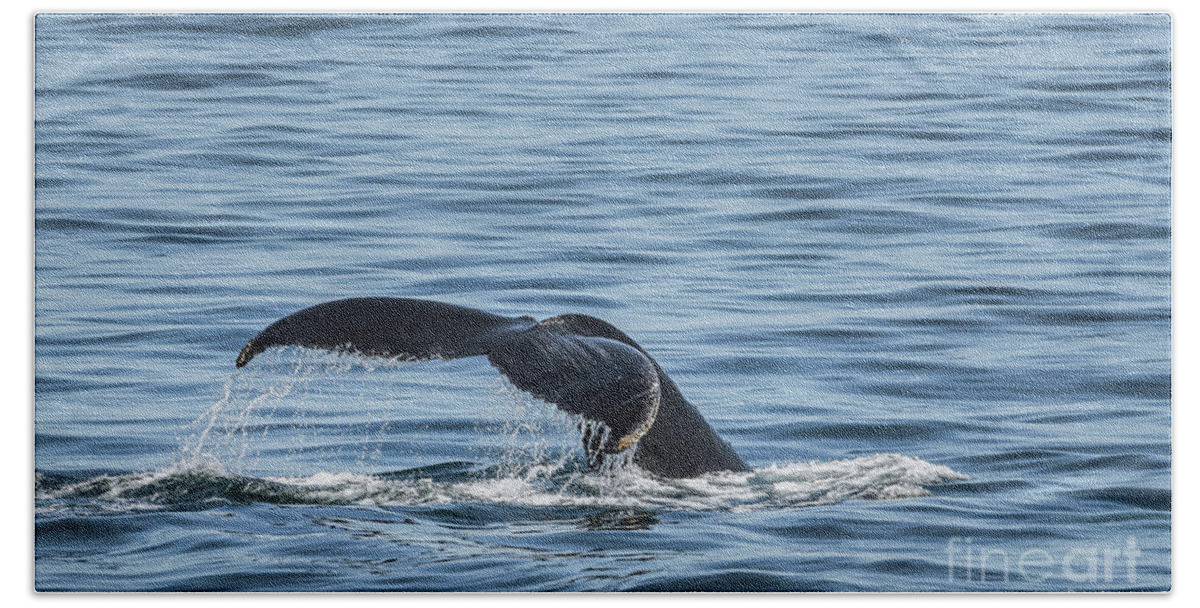 Whale Bath Towel featuring the photograph Humpback Whale Tail 5 by Lorraine Cosgrove