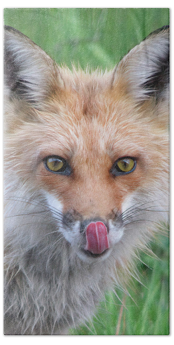 Hungry Bath Towel featuring the photograph Hungry Fox by White Mountain Images