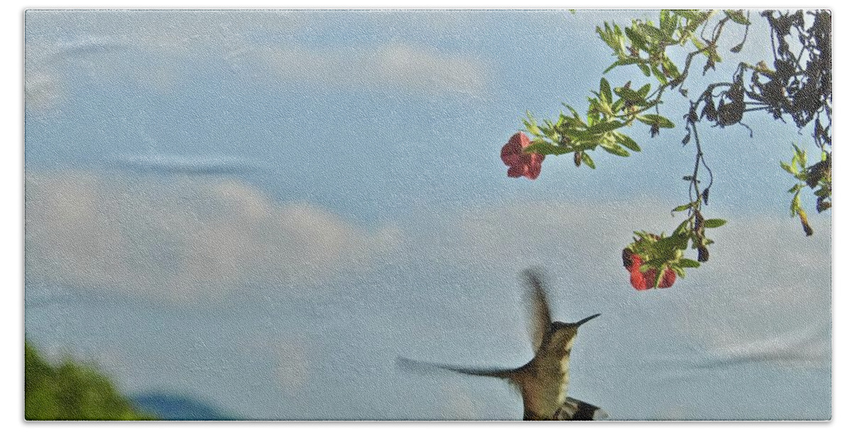 Hungry Hummingbird Hand Towel featuring the photograph Hungry Hummingbird by Kathy Ozzard Chism