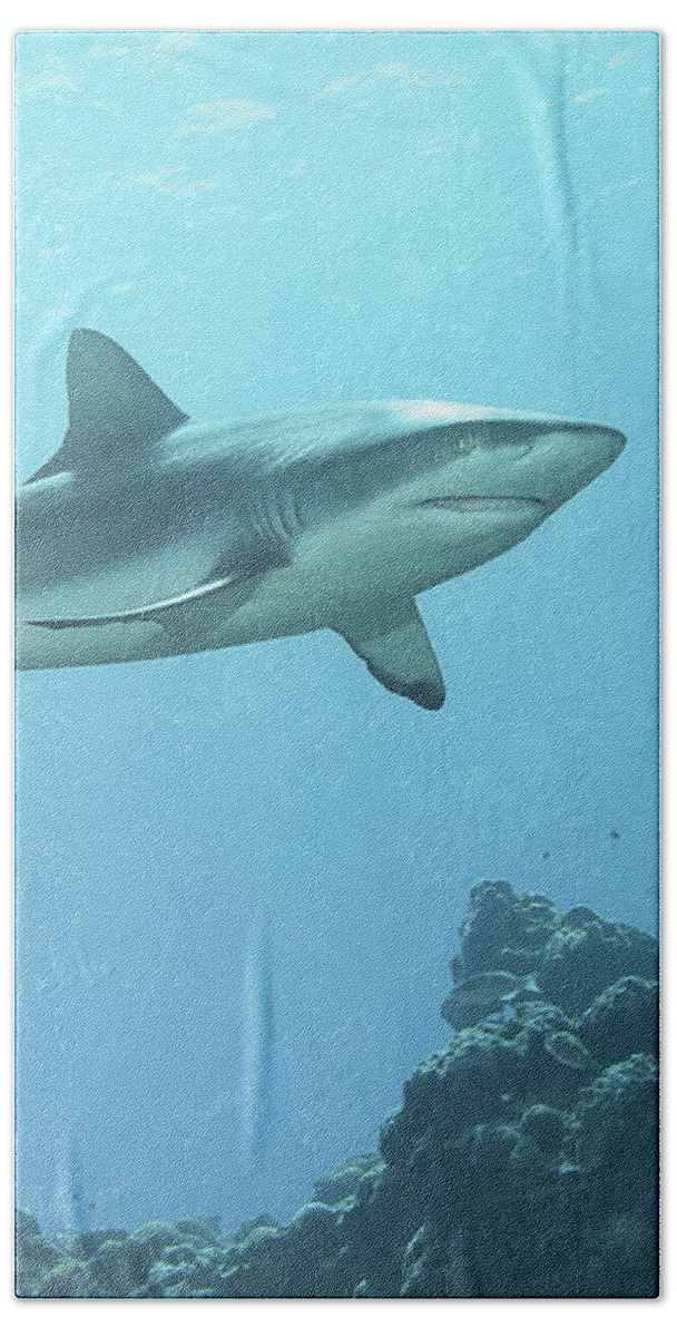 Reef Shark Hand Towel featuring the photograph Hunting reef shark - At coral reef of Yap Island - by Ute Niemann