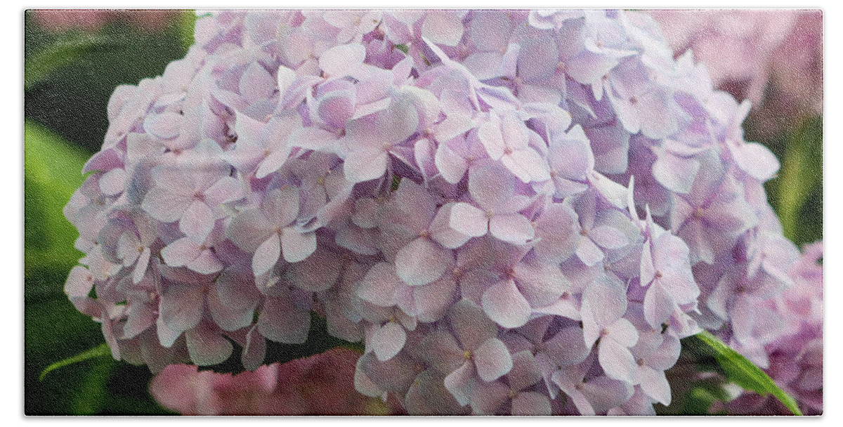 Hydrangea Hand Towel featuring the photograph Hydrangea in Full Bloom by Mary Anne Delgado
