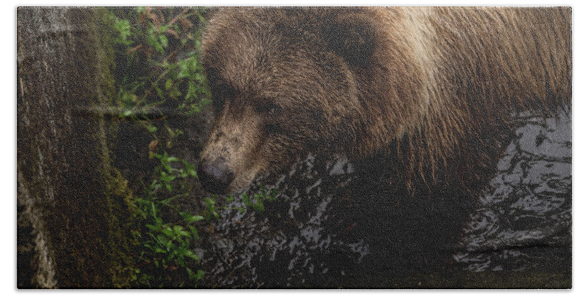 Brown Bear Hand Towel featuring the photograph I see you by David Kirby
