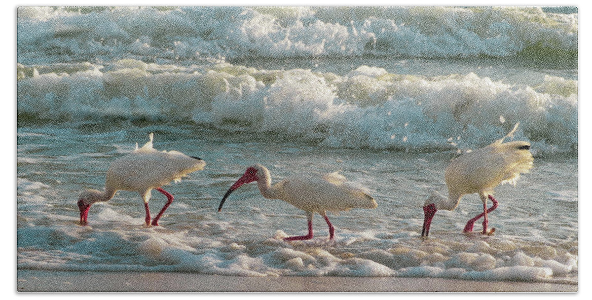 Ibis Bath Towel featuring the photograph Ibis Among Us by Vicky Edgerly