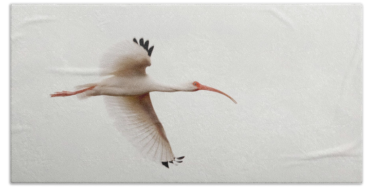 White Ibis Bath Towel featuring the photograph Ibis on a Cloudy Day by Jayne Carney