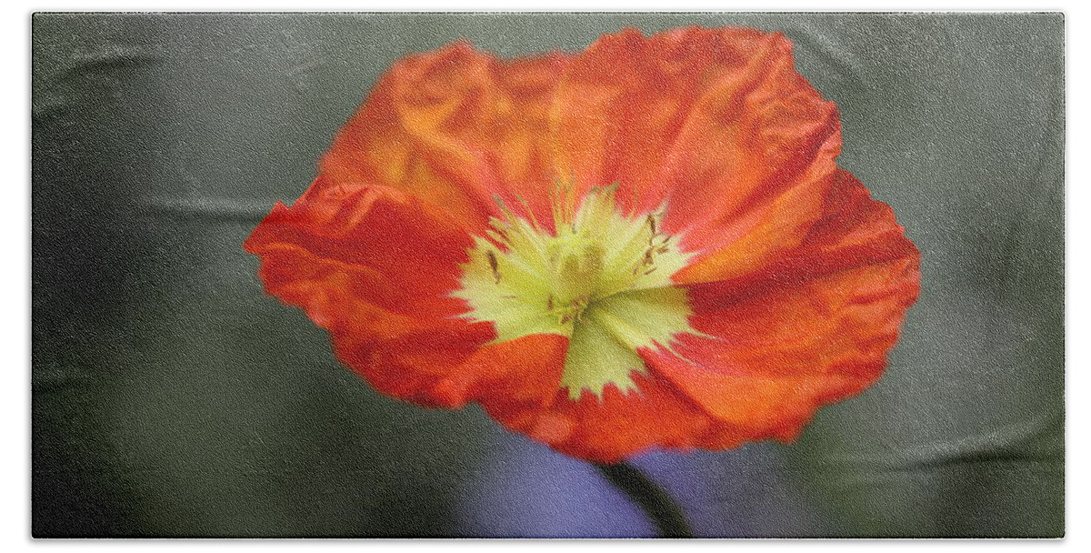 Iceland Poppy Bath Towel featuring the photograph Iceland Poppy by Tammy Pool