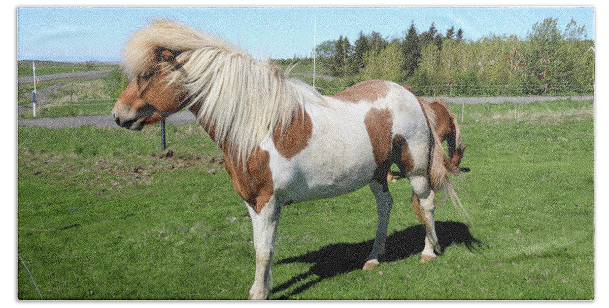 Horse Bath Towel featuring the photograph Icelandic Horse by Richard Krebs