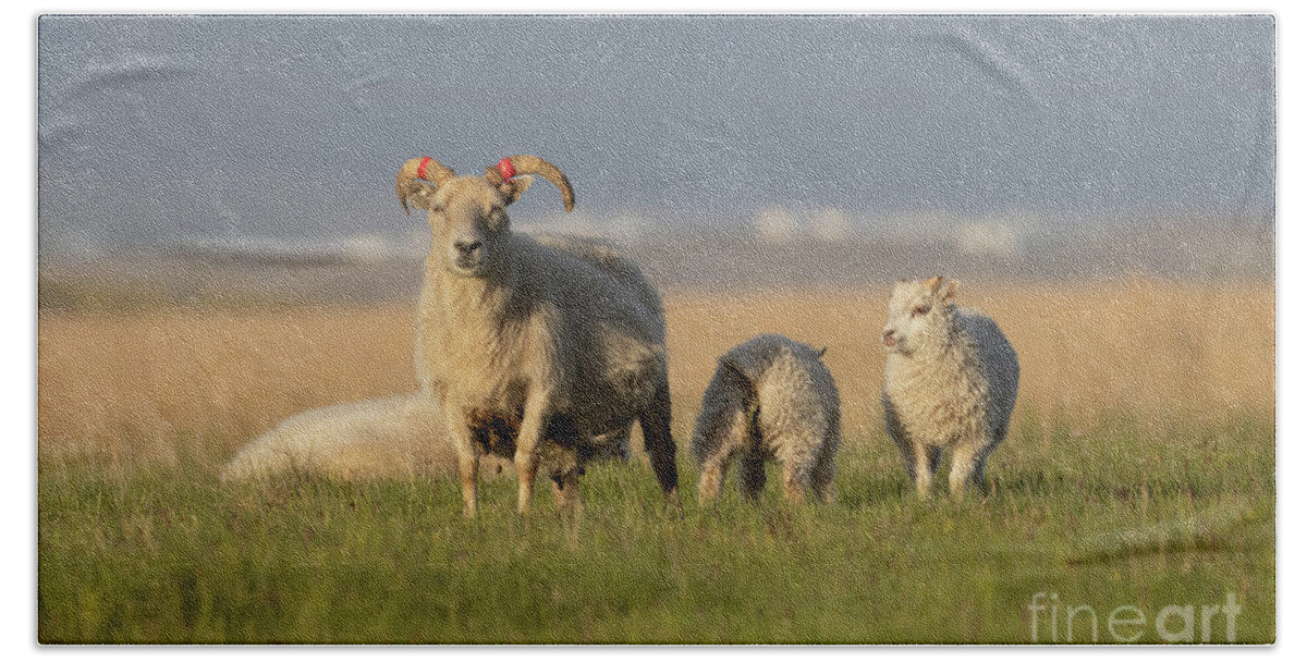 Sheep Hand Towel featuring the photograph Icelandic Sheep by Eva Lechner