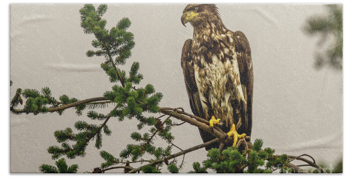 Bald Eagle Hand Towel featuring the photograph Immature Bald Eagle at Camano Island, Washington by Nancy Gleason