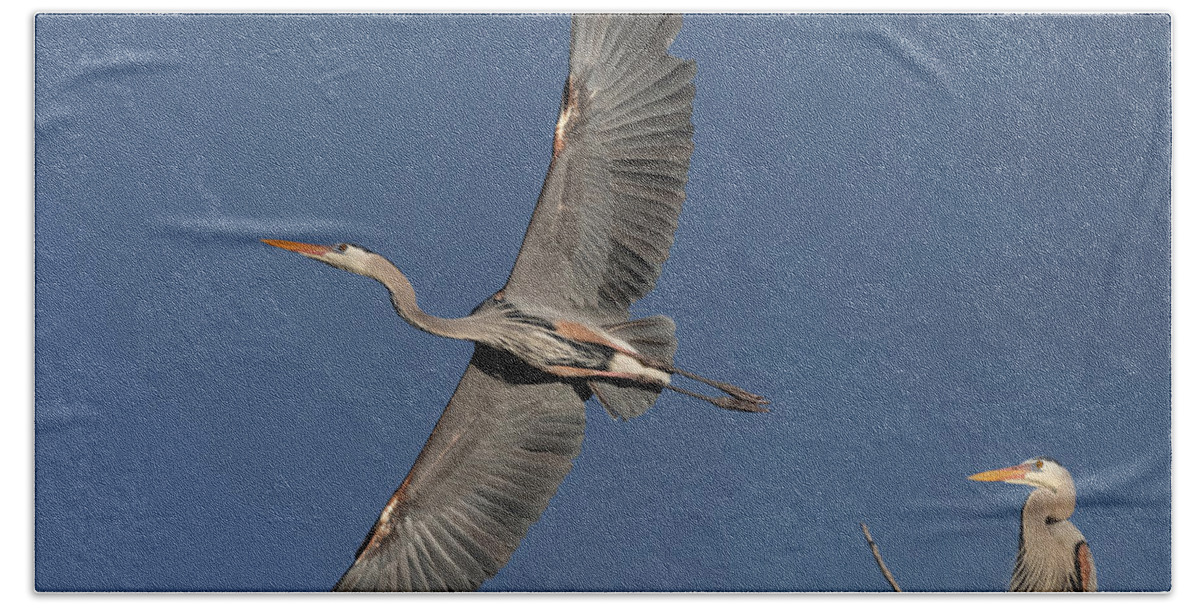 Great Blue Heron Bath Towel featuring the photograph Impressive Wingspan of the Great Blue Heron. by Paul Martin