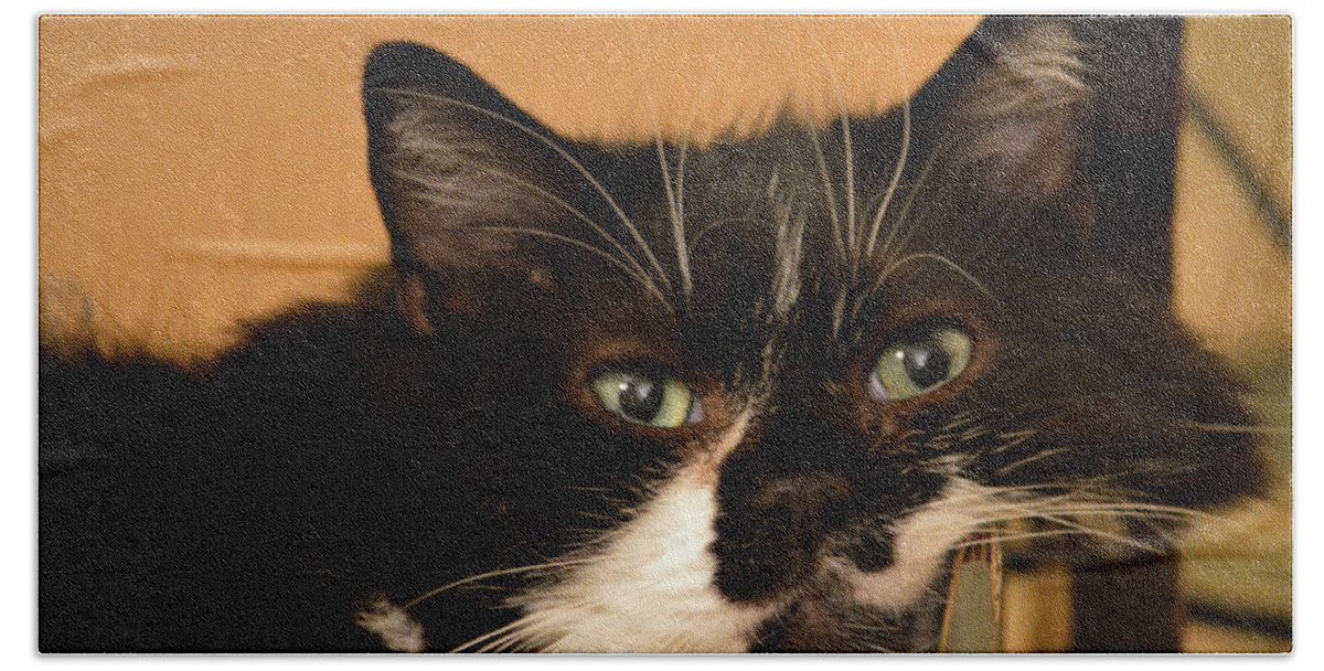 Feline Bath Towel featuring the photograph In Memory of Angelo by Dianne Cowen Cape Cod Photography