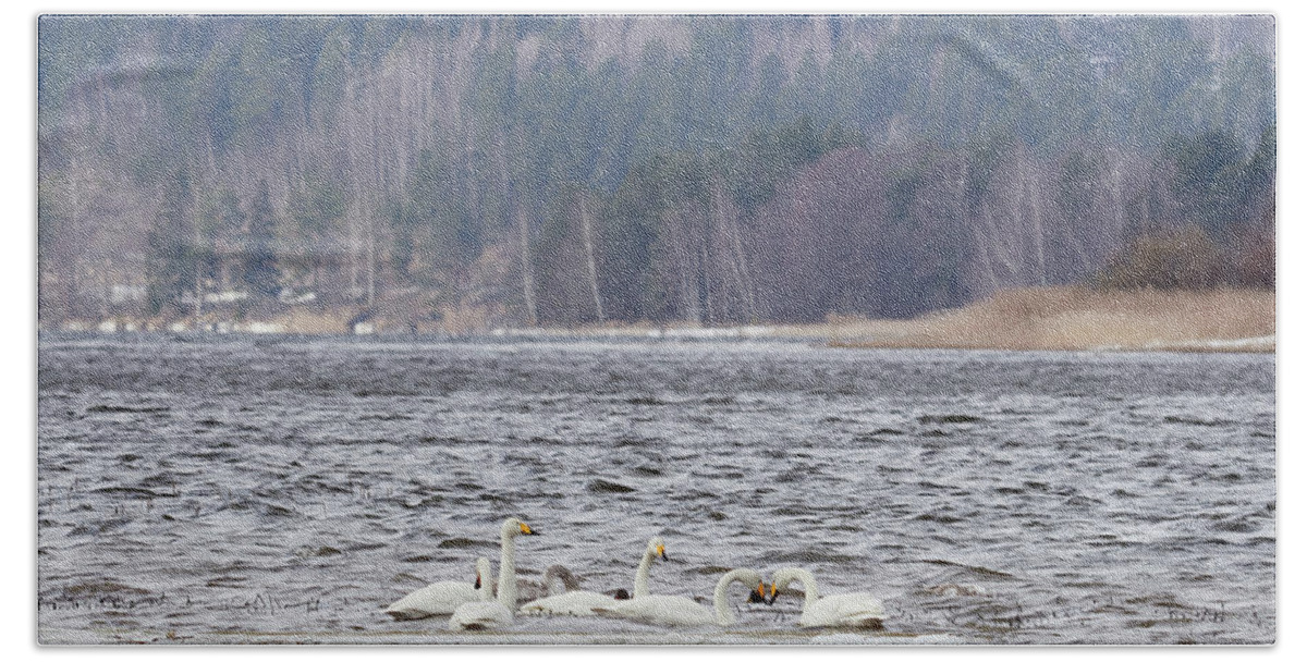 Cygnus Cygnus Bath Towel featuring the photograph In the strong winds. Whooper swan by Jouko Lehto
