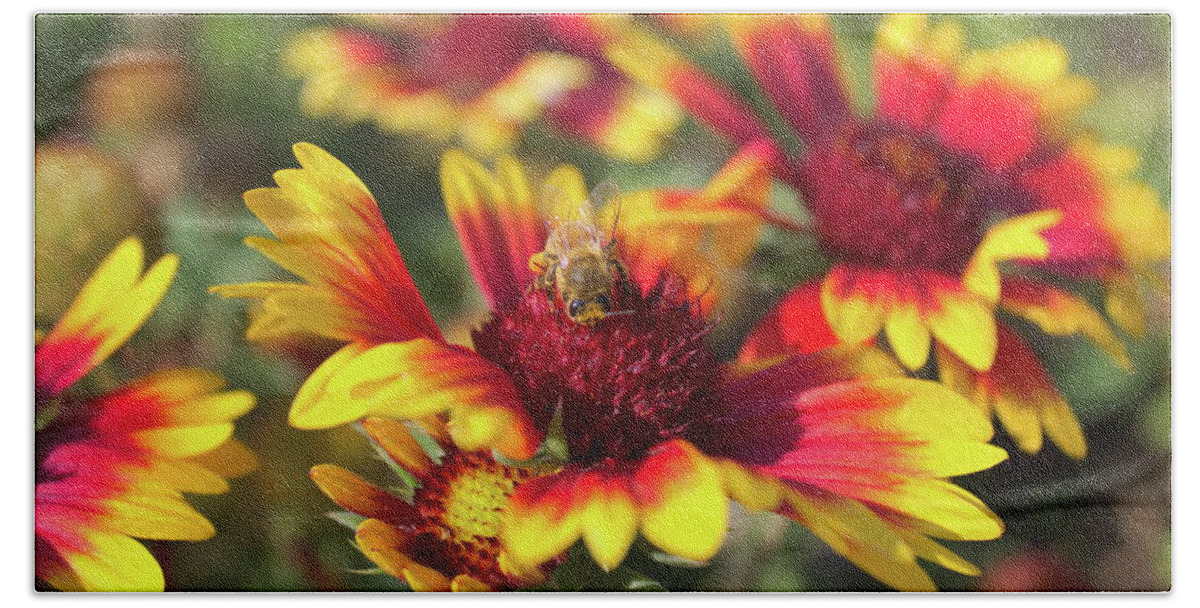 Indian Blanket Bath Towel featuring the photograph Indian Blanket and bee by Jean Evans