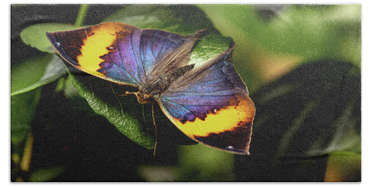 Butterfly Hand Towel featuring the photograph Indian Leaf by David Lee