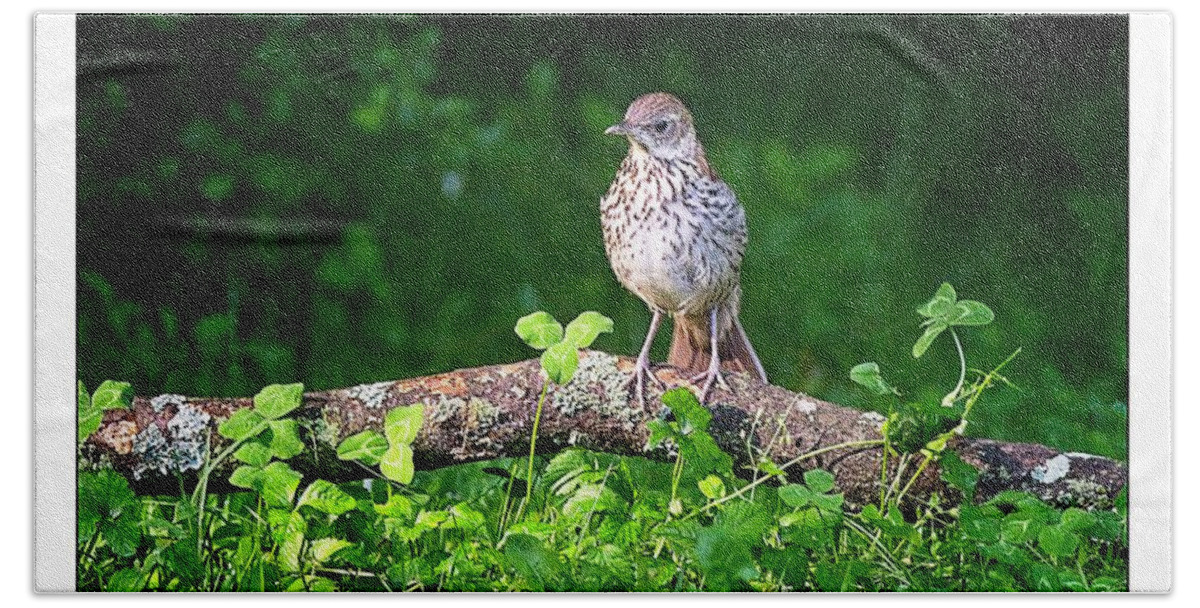 Juvenile Brown Thrasher Bath Towel featuring the photograph Interesting World Out Here by John Benedict