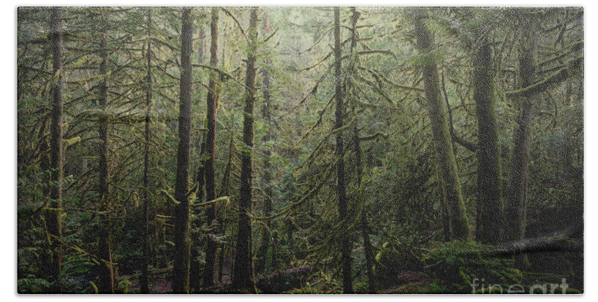 Bc Parks Bath Towel featuring the photograph Into The Forest I Go by Carrie Cole