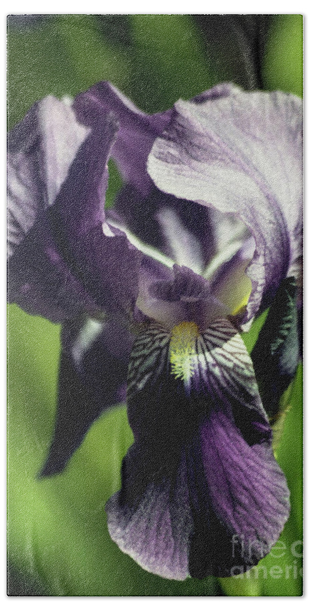 Arizona Bath Towel featuring the photograph Into the World of the Iris by Kathy McClure