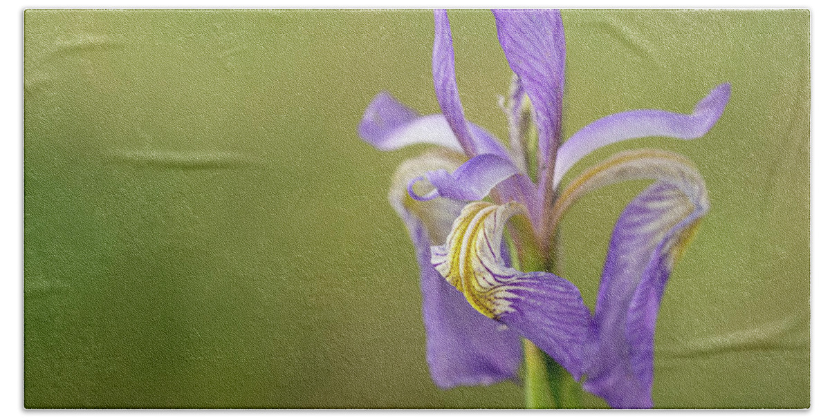 Iridaceae Bath Towel featuring the photograph Iris by Maresa Pryor-Luzier