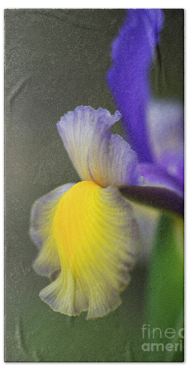 Iris Bath Towel featuring the photograph Iris Purples With Yellow Side by Joy Watson