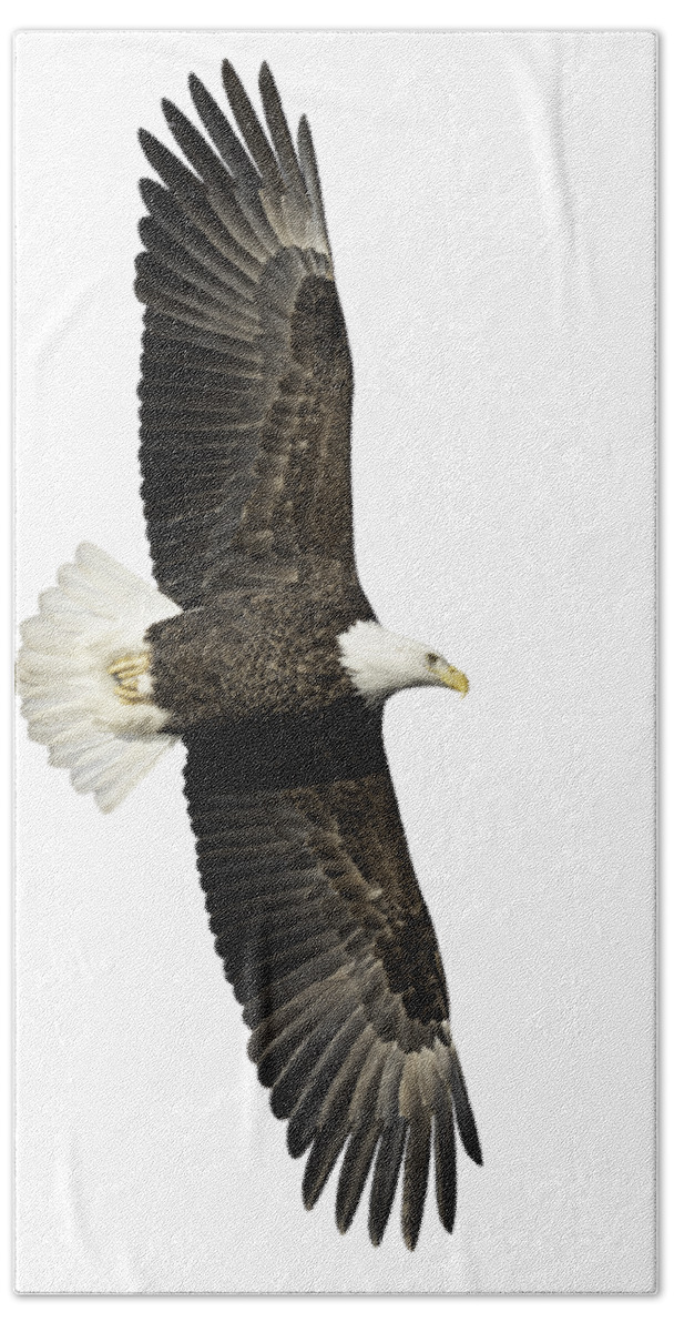 American Bald Eagle Bath Towel featuring the photograph Isolated Bald Eagle 2019-15 by Thomas Young