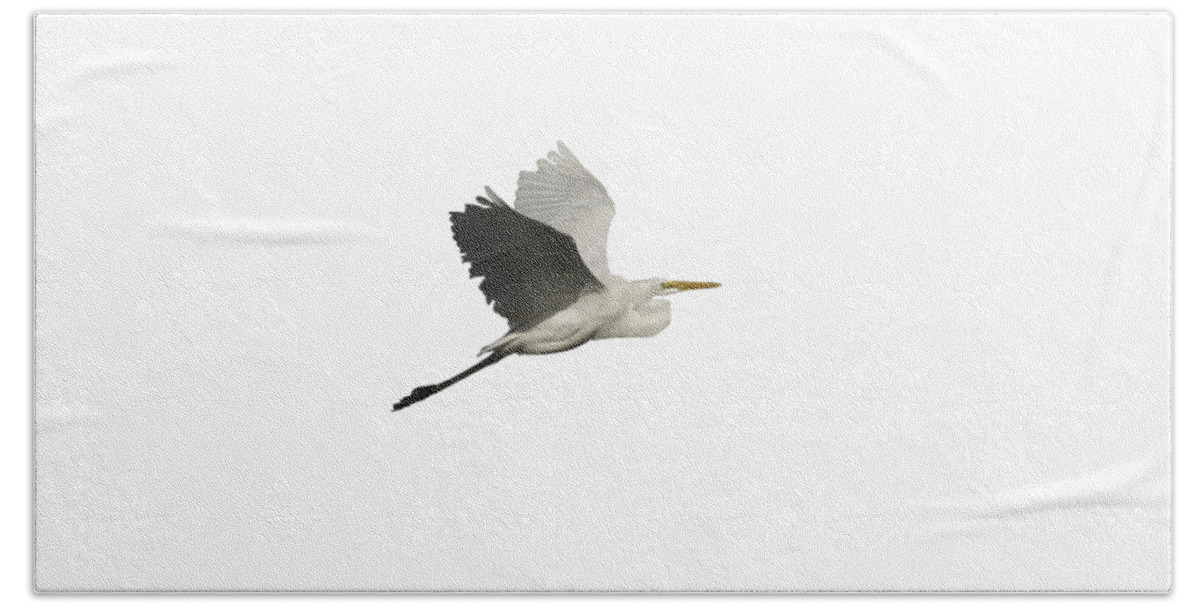 Great Egret Bath Towel featuring the photograph Isolated Great Egret 2016 by Thomas Young