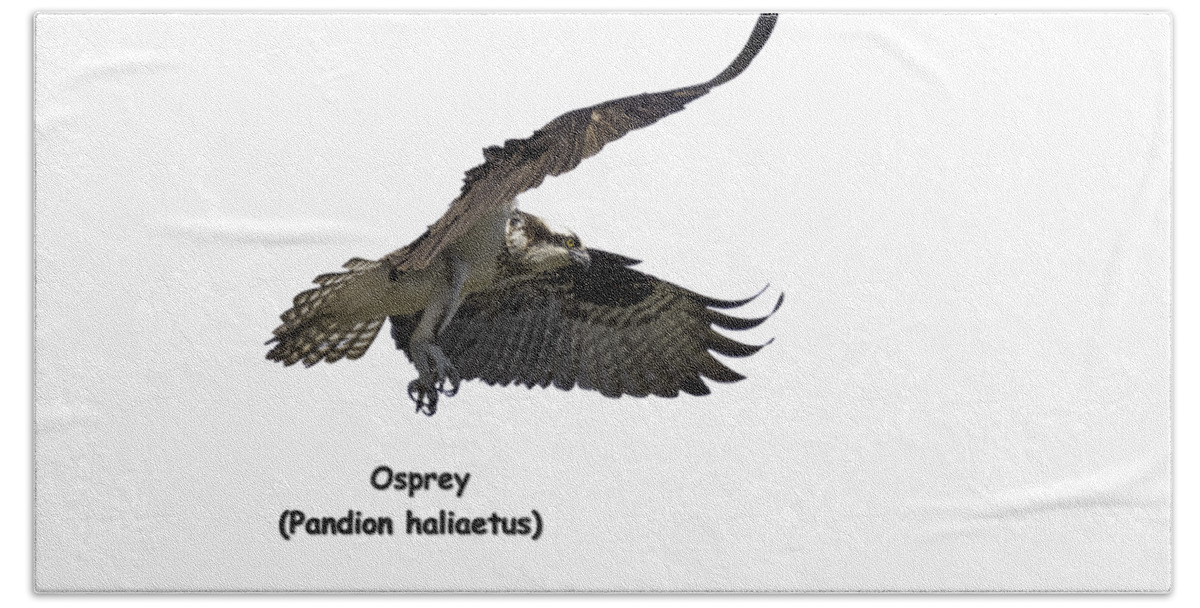 Osprey Bath Towel featuring the photograph Isolated Osprey 2021-2-A by Thomas Young
