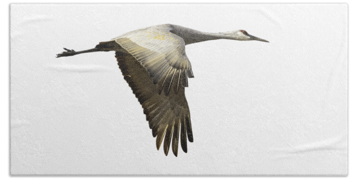 Sandhill Crane Hand Towel featuring the photograph Isolated Sandhill Crane 1-2021 by Thomas Young
