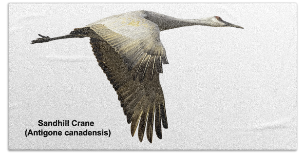 Sandhill Crane Hand Towel featuring the photograph Isolated Sandhill Crane 2-2021 by Thomas Young