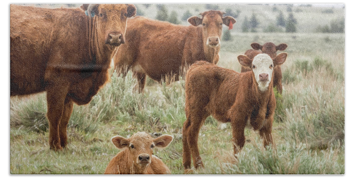 Cow Hand Towel featuring the photograph J'Accuse by Belinda Greb