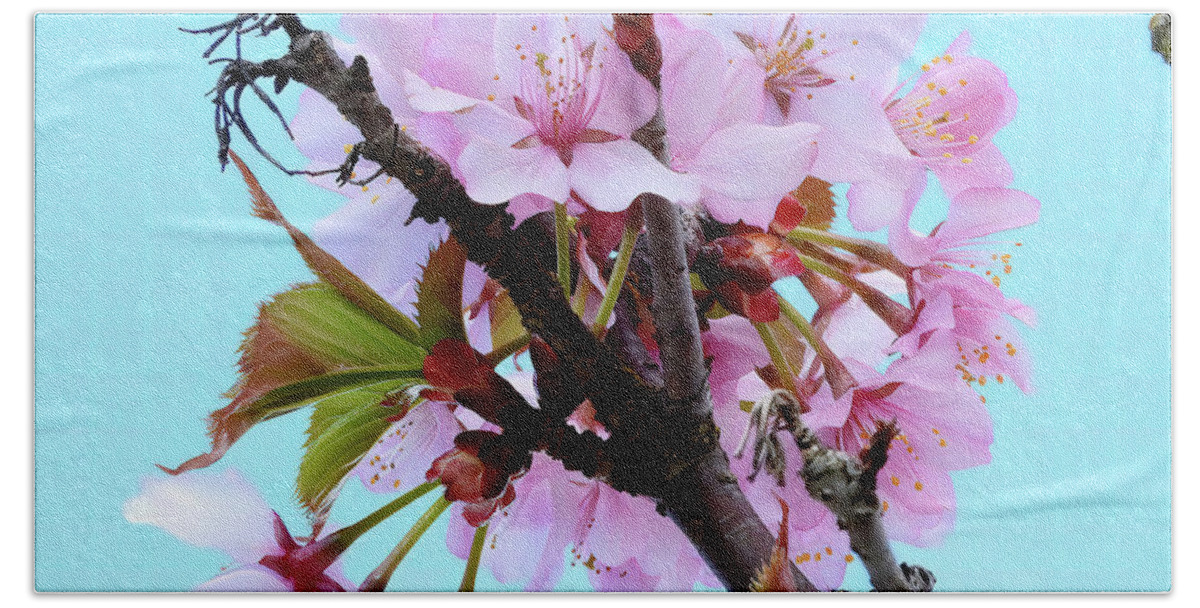 Japanese Cherry Blossom Bath Towel featuring the photograph Japanese Cherry Blossoms Nbr.3 by Scott Cameron