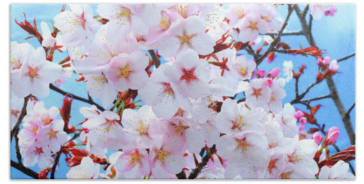 Japanese Cherry Bath Towel featuring the photograph Japanese Cherry Tree Blossoms by Scott Cameron