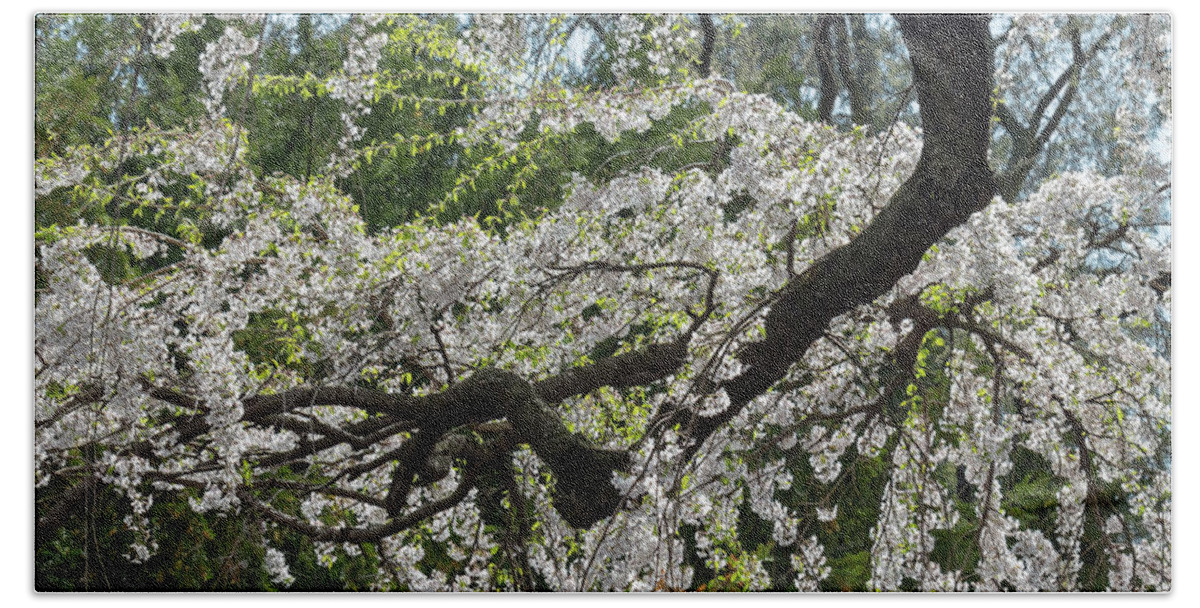 Flower Hand Towel featuring the photograph Japanese Flowering Cherry 5 by Dawn Cavalieri