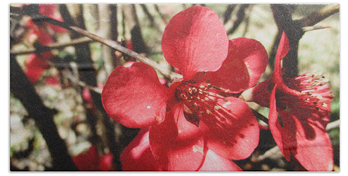 Quince Hand Towel featuring the photograph Japanese Quince by W Craig Photography