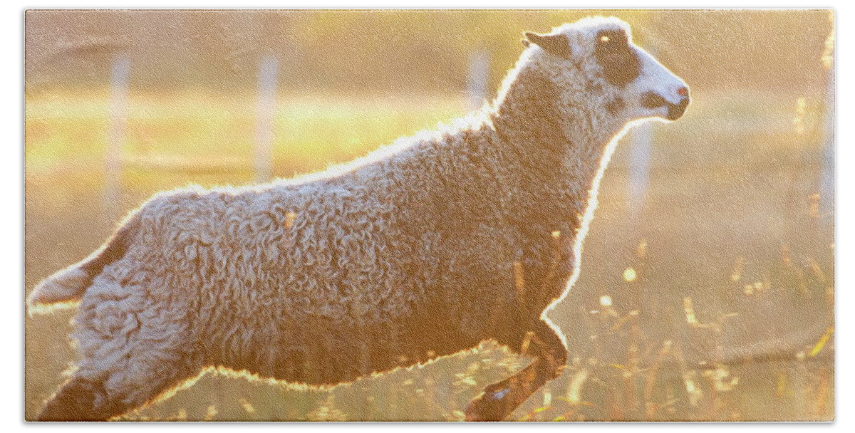 Animal Bath Towel featuring the photograph Jumping sheep at sunset by Ulrich Kunst And Bettina Scheidulin