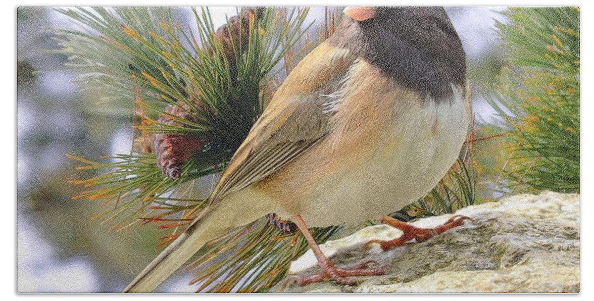 Junco Hand Towel featuring the photograph Junco And Pine by Kimberly Furey