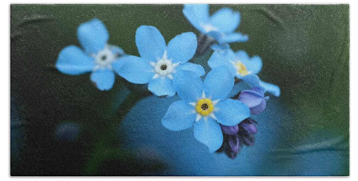 Beauty Forget-me-not Blue Tender Delicate Gentle Subtle Pastel Appealing Idyllic Flower Flowering Blooming Beautiful Delightful Yellow Macro Micro Close Up Serenity Happy Joyful Pretty Greeting Card Evocative Effective Aesthetic Charming Charm Solitude Elegant Impressions Emotional Watercolor Cheer Vivid Bright Pleasant Still-life Decorative Cheerful Joy Smiling Lanterns Lighting Inspiration Glowing Inspirational Harmony Sweet Magic Colorful Captivating Radiant Merry Vibrant Poetic Fantastic Awe Hand Towel featuring the photograph Just A Beauty by Tatiana Bogracheva