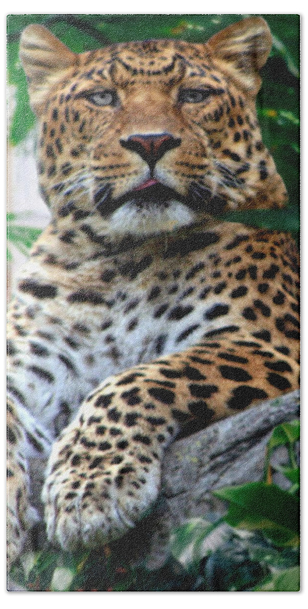 Leopard Bath Towel featuring the photograph Just Chillin' by DJ Florek