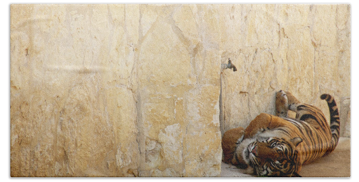 Tiger Bath Towel featuring the photograph Just Chillin' by Melissa Southern