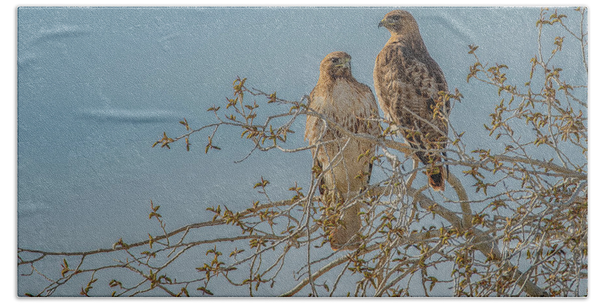 Red-tailed Hawks Bath Towel featuring the photograph Just Enjoying the Morning by Marcy Wielfaert