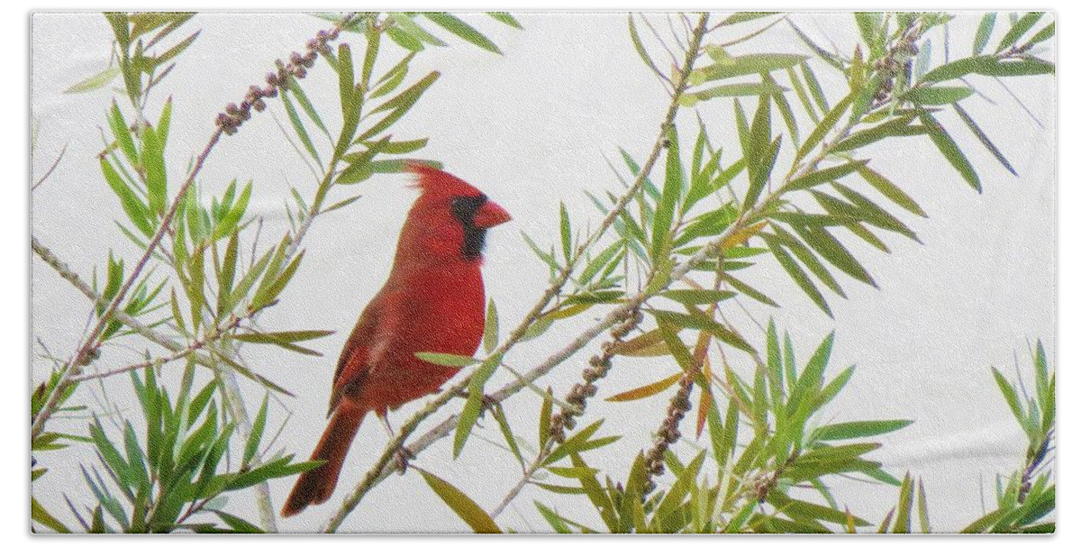 Cardinal Hand Towel featuring the photograph Just Landed - Cardinal on a Branch by World Reflections By Sharon