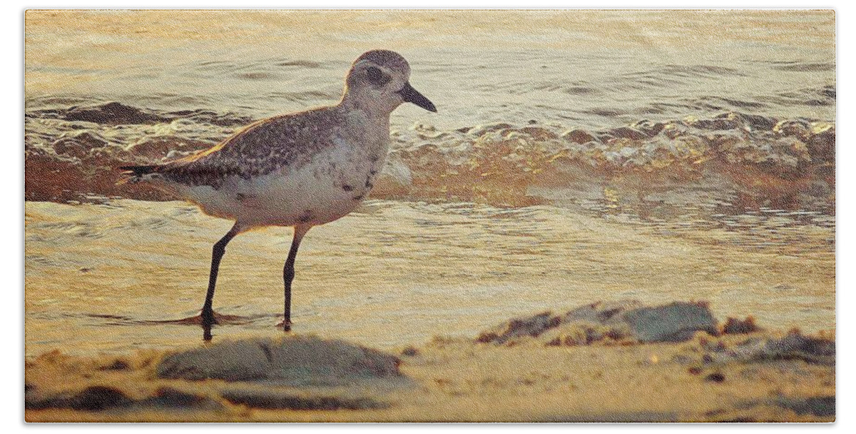 Black-bellied Plover Bath Towel featuring the photograph Juvenile Black-bellied Plover by Judy Stepanian