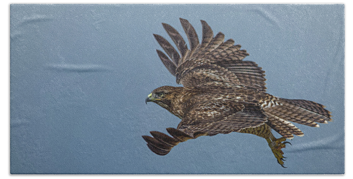 Red Tailed Hawk Bath Towel featuring the photograph Juvenile Red-tailed Hawk by Linda Villers